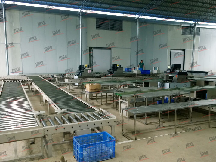 蔬菜分揀線?醫藥分揀線，紙箱包裝分揀線-浙江永達輸送設備